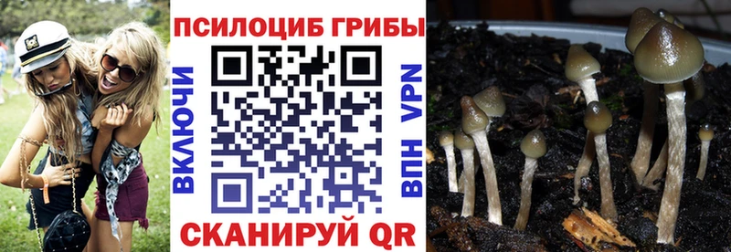 Галлюциногенные грибы Psilocybe  Кострома 